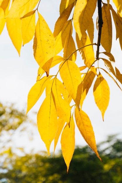 Hojas de otoño doradas con fondo borroso