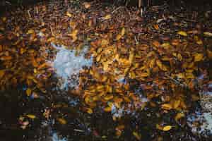 Foto gratuita hojas de otoño en lago