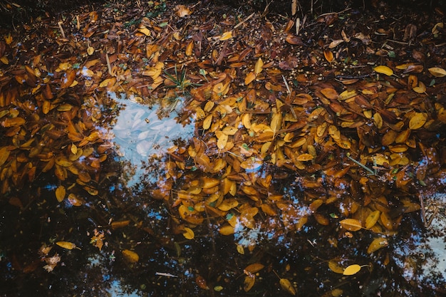 Hojas de otoño en lago