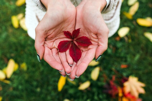 Hojas de otoño en manos de mujer