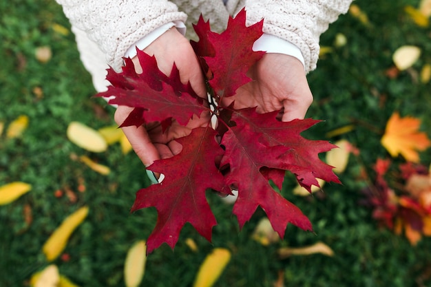 Hojas de otoño en manos de mujer