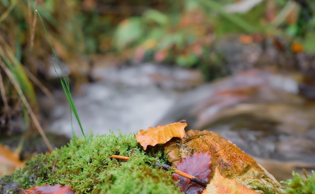 Foto gratuita hojas de otoño multicolores en una piedra cubierta de musgo enfoque selectivo un río del bosque