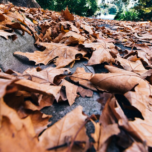 Hojas de otoño en otoño parque