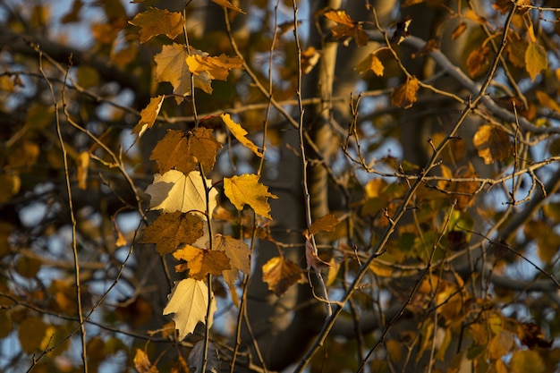 Hojas de otoño en las ramas de los árboles