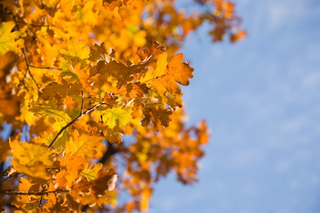 Hojas de otoño de roble