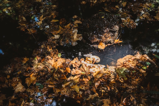 Hojas de otoño en tierra en bosque
