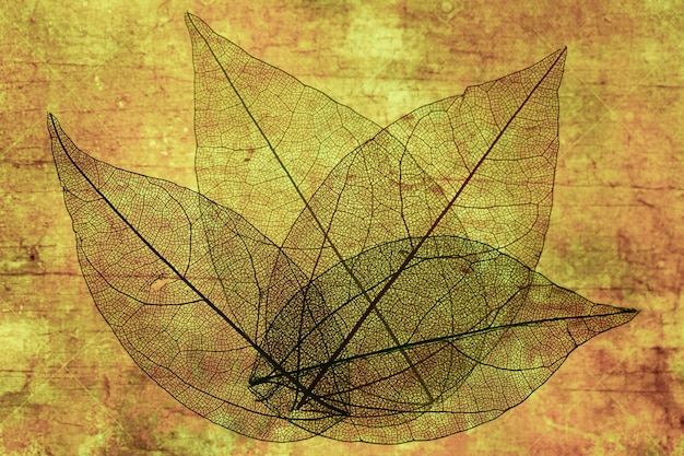 Hojas de otoño transparentes abstractas