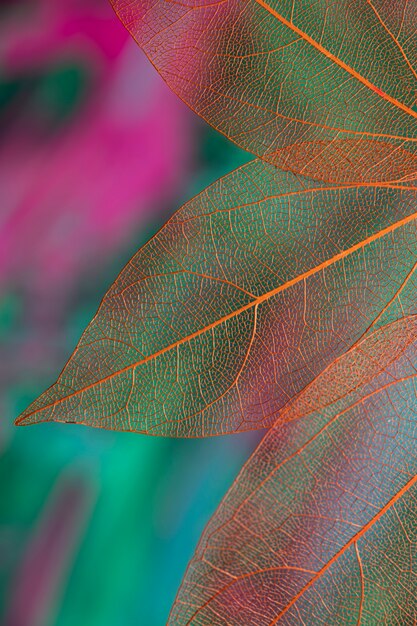 Hojas de otoño transparentes de colores vivos