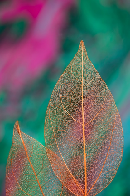 Hojas de otoño transparentes de colores vivos