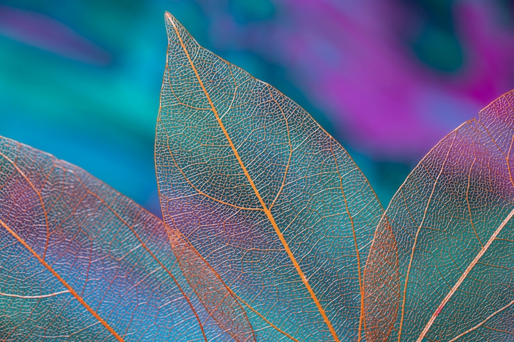 Foto gratuito hojas de otoño transparentes y vívidas