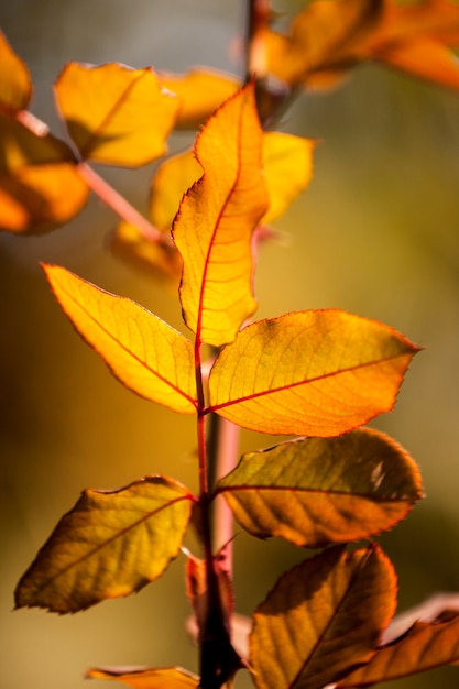Foto gratuita hojas en otoño