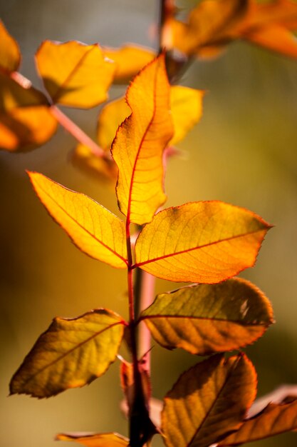 Hojas en otoño