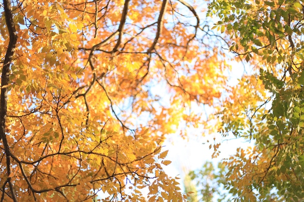 hojas de otoño