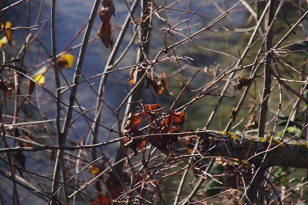 Hojas de otoño