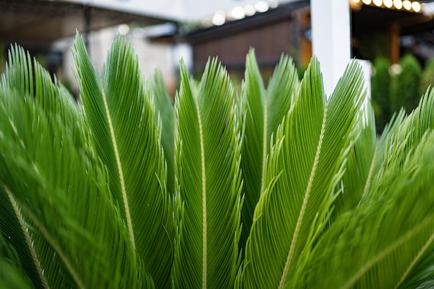 Hojas de palma verde