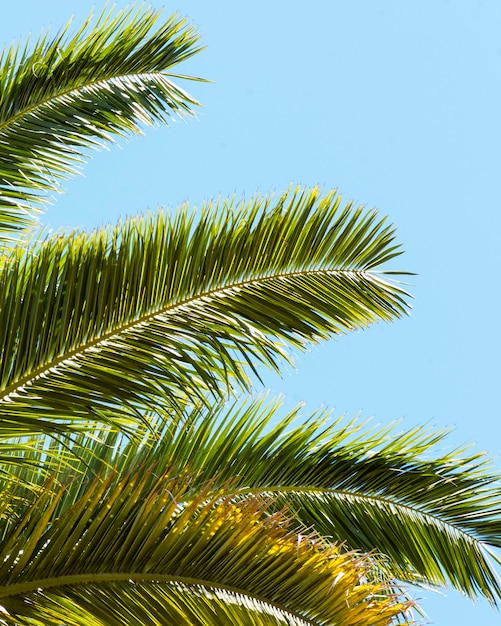 Hojas de palmera afuera bajo el sol