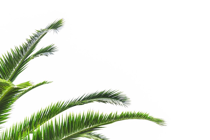 Foto gratuito hojas de palmera aisladas sobre fondo blanco