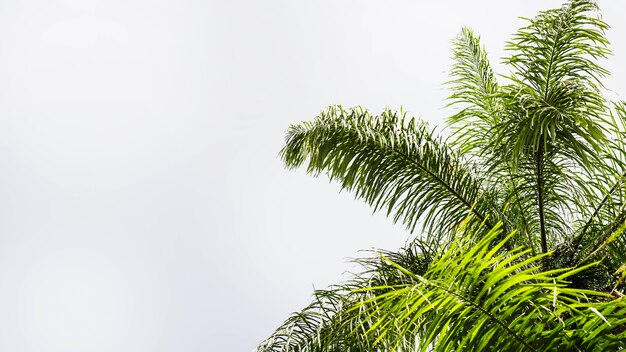 Hojas de palmera aisladas sobre fondo blanco