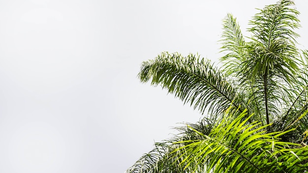 Hojas de palmera aisladas sobre fondo blanco