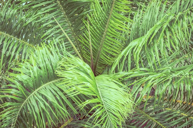 Hojas de palmera