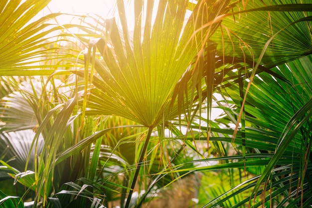 Hojas de palmeras tropicales en la luz del sol