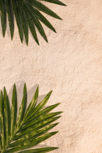 Hojas de palmeras tropicales en la playa