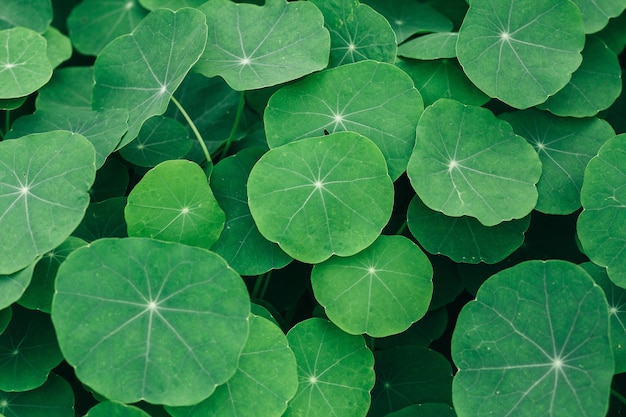 Hojas de pennywort indio