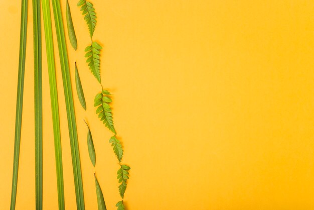 Hojas pequeñas cerca de las hojas de la planta.