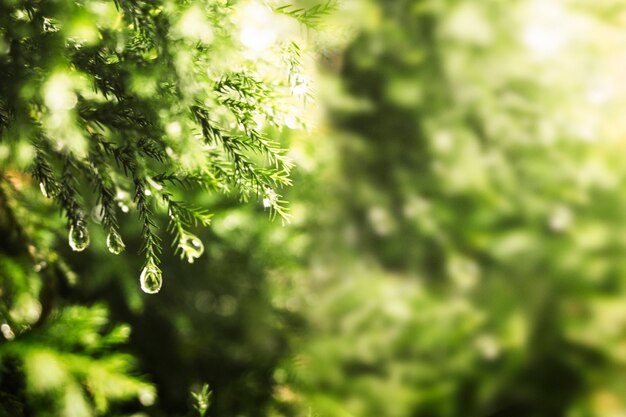 Hojas de pino verde con gotas de agua