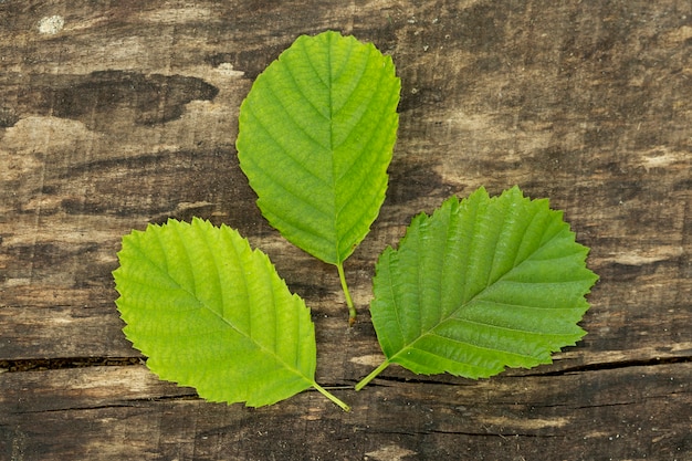 Hojas de pirámide de primer plano sobre fondo de madera