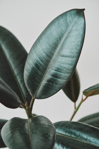 Hojas de la planta de caucho sobre fondo gris