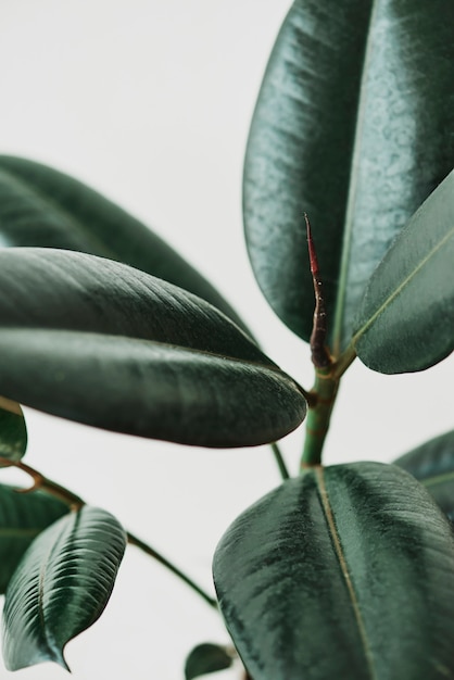 Hojas de la planta de caucho sobre fondo gris