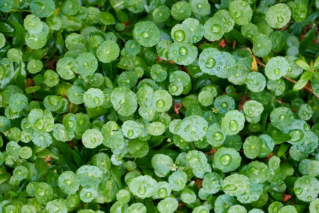 Hojas de una planta de cerca