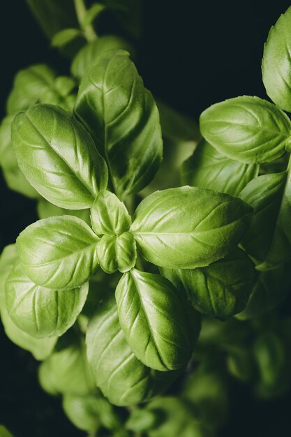 Hojas de una planta verde aislada sobre fondo negro