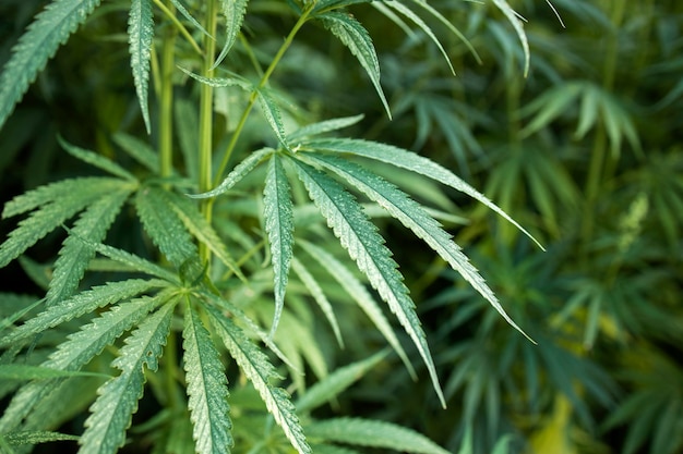 Hojas de plantas de cannabis o cáñamo para el concepto de medicina alternativa