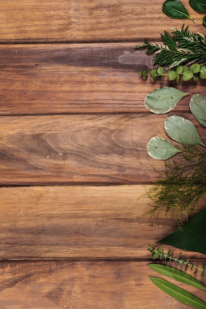 Hojas de plantas surtidas en la mesa