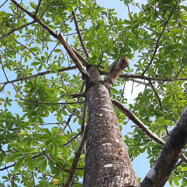 Hojas de plantas verdes con fondo de cielo azul