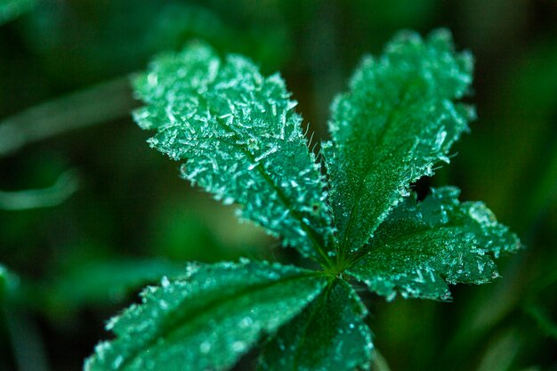 Hojas de plantas verdes de primer plano