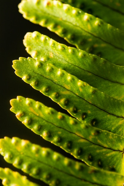 Hojas de plantas verdes de primer plano