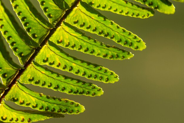 Hojas de plantas verdes de primer plano