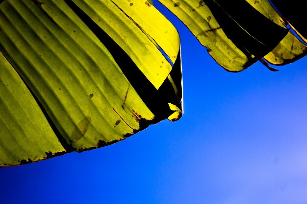 Foto gratuita hojas de plátano en el cielo azul