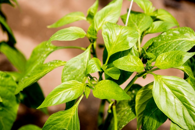 Foto gratuita hojas de primer plano de verduras en invernadero