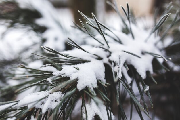 Hojas puntiagudas de un pino con nieve