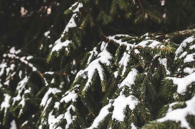 Hojas puntiagudas de un pino con nieve