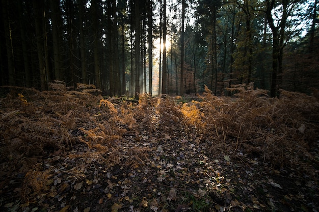 Hojas y ramas que cubren el suelo de un bosque rodeado de árboles en otoño