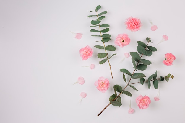 Hojas y ramitas del populus del eucalipto con las flores rosadas de los claveles aisladas en el fondo blanco