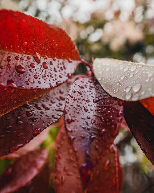 Hojas rojas con gotas de agua