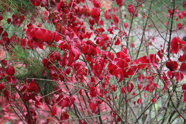 hojas rojas