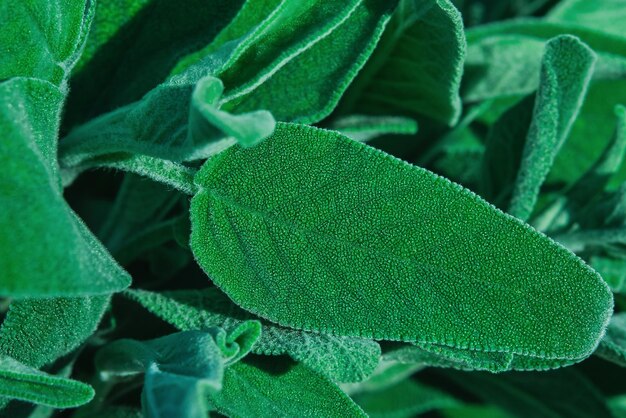 Hojas de salvia de cerca en un montón de idea de salvia fresca para fondo de textura de hoja o papel tapiz