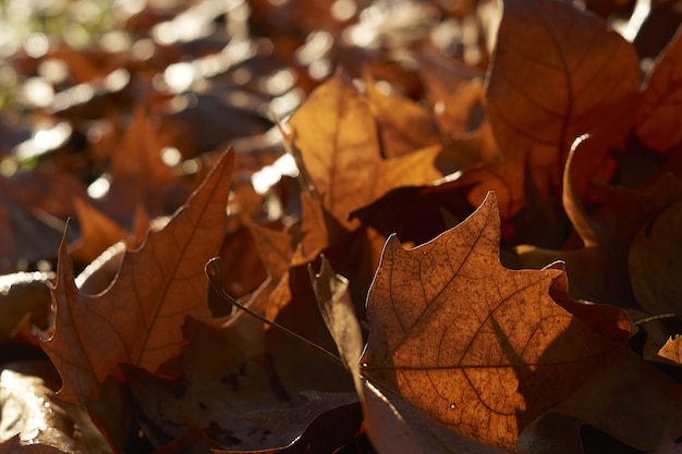 hojas secas de arce caído, primer plano